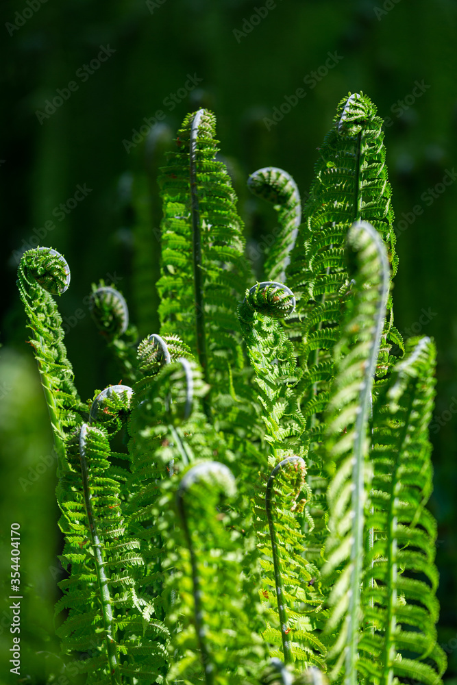 green ferns on a green background green ferns on a green background