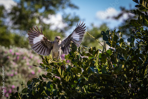 Konstfotografi mockingbird in flight