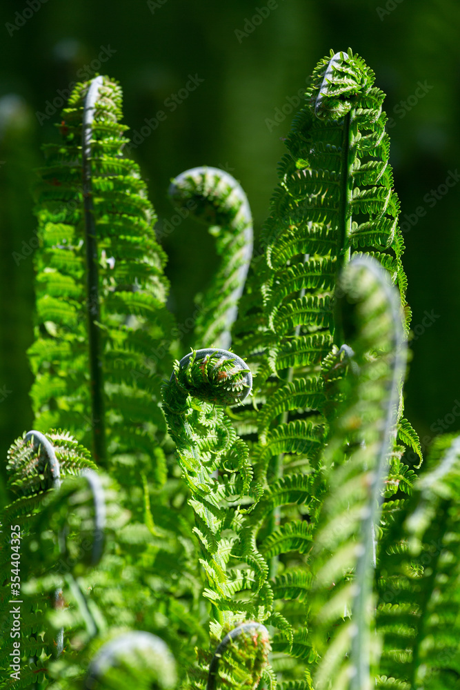 green ferns on a green background green ferns on a green background