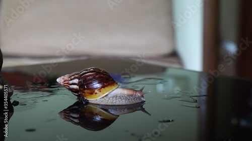 Achatina snail crawls on a mirror table
