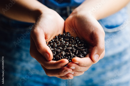 Hands full of roasted coffee