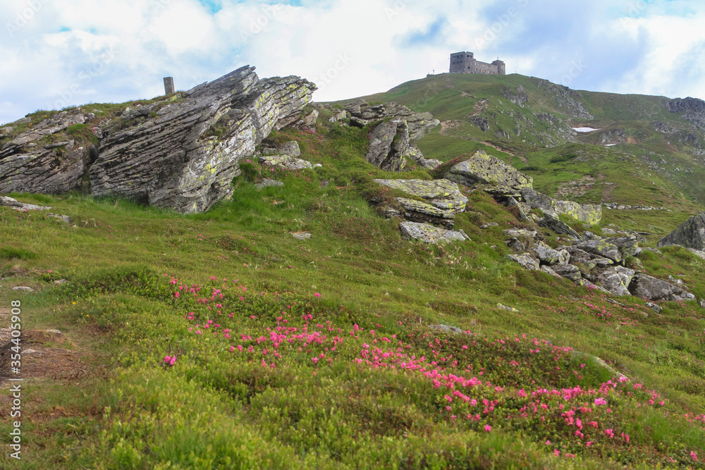 Old observatory castle on the mount Pip Ivan, Pand pink rose rhododendron flowers on the rocky mountain slope. Hiking travel outdoor concept, the Carpathian Mountains, Chornohora, Ukraine.