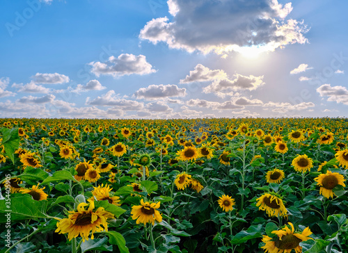 field of sunflowers and blue cloudy sky