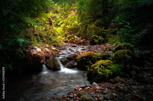 Mountain river flowing through the green forest. Stream in the wood. Outdoor, scene. Mountain river flowing through the green forest