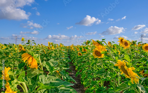 path in the sunflower field with blue sky and clouds