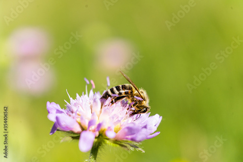 Bienen in Macro