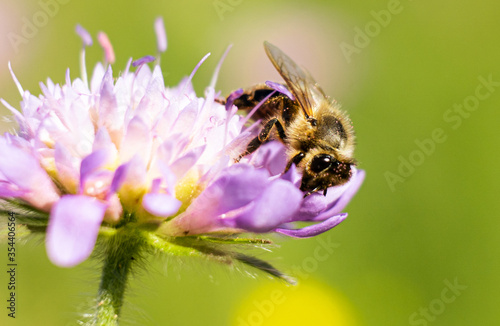 Bienen in Macro
