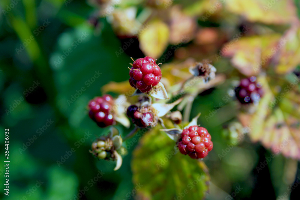 A beautiful bramble branch with unripe red berries A beautiful bramble branch with unripe red berries
