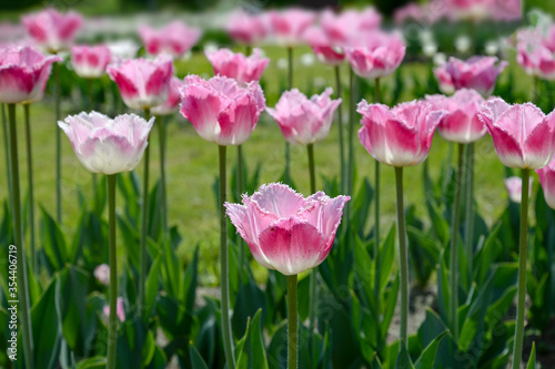 pink tulips in the garden © Elena Umyskova