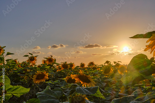 sunset over sunflower field