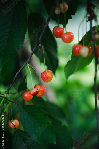 Cherry ripe in the country on a branch with a blurred green background