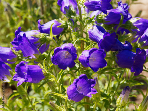 Campanula medium   Campanule carillon ou campanule à grosses fleurs bleu violacé en forme de clochettes au bord ourlé © Marc