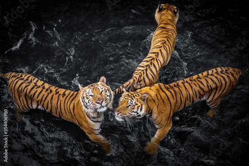 Cuadro en lienzo Three tigers on the river