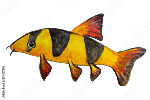 Aquarium fish painted in watercolor and isolated on a white background.