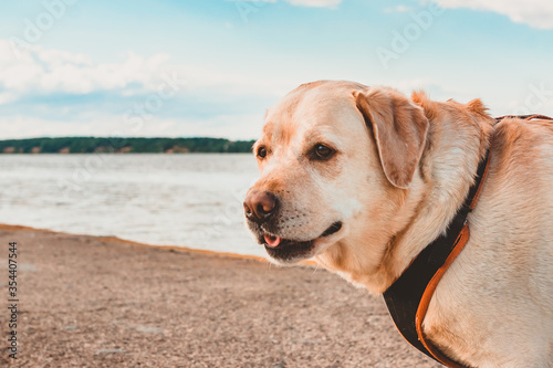 A fawn Labrador Retriever in a harness makes a tube with its tongue against the background of the ocean. Travel the world with a dog