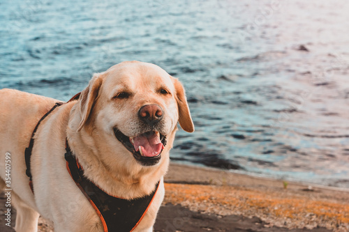 The dog is smiling in the background of the sea. Walk with a Labrador Retriever on the beach