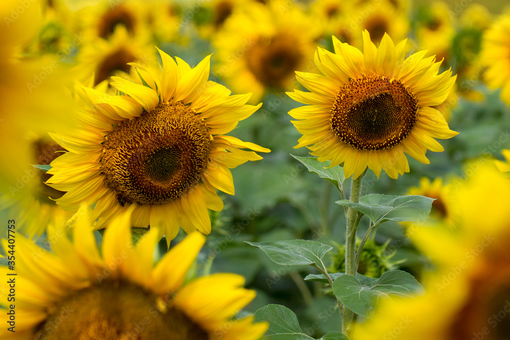 Obraz premium The field of solar sunflowers