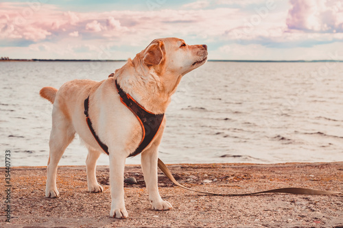 Labrador Retriever in a harness during an evening walk stands on the sea coast and sniffs the fresh air. Travel with a dog around the world