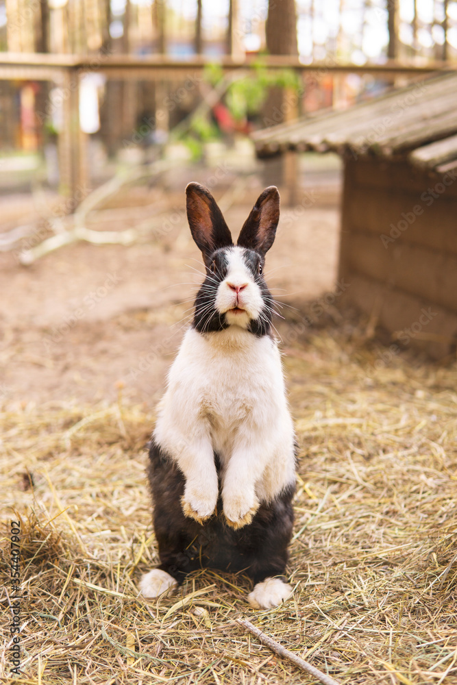 Close up picture of a black and white rabbit sitting up on the hind legs, means - looking around for danger. Rabbit is afraid or curious outdoors in a farm. 