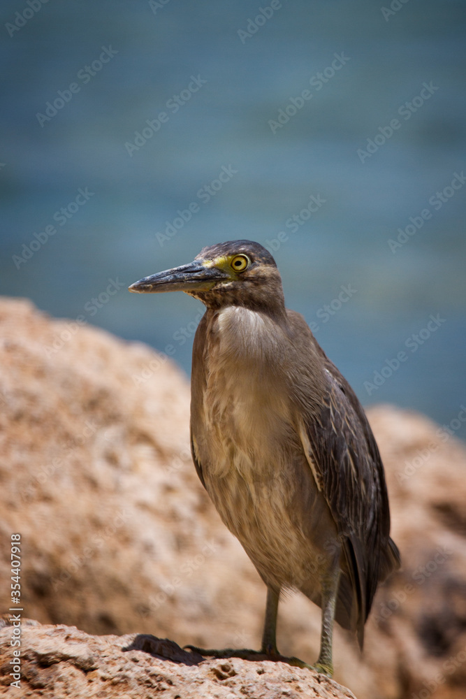 Butorides sundevalli sits on the reef. Red Sea. Egypt