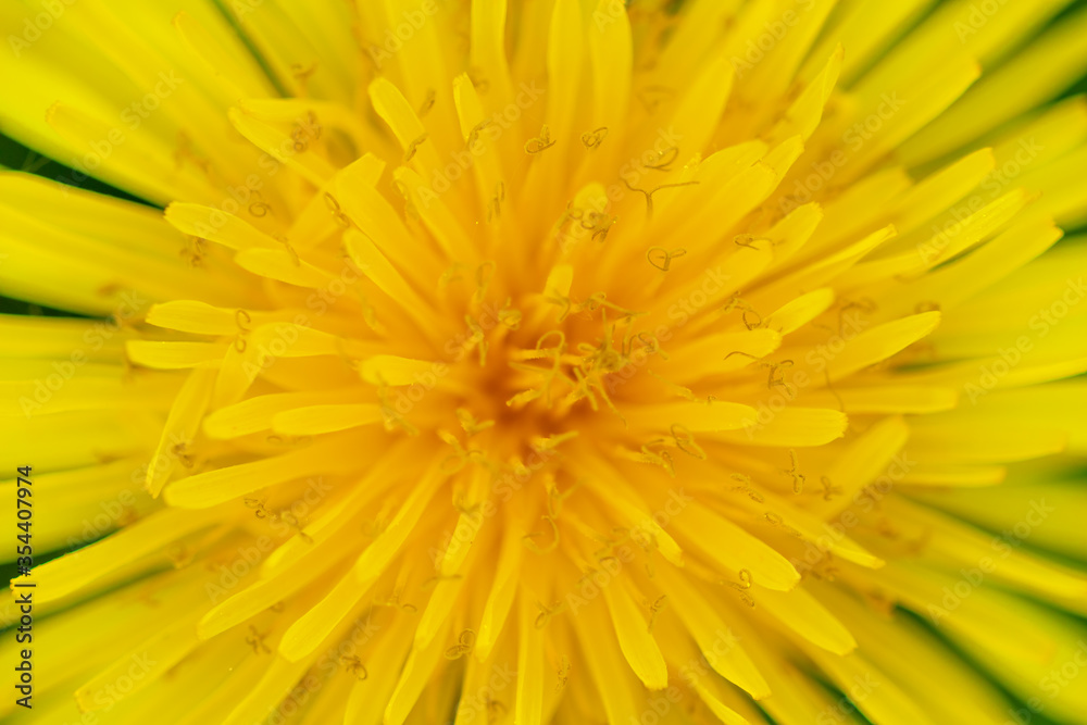 yellow dandelion flower closeup yellow dandelion flower closeup