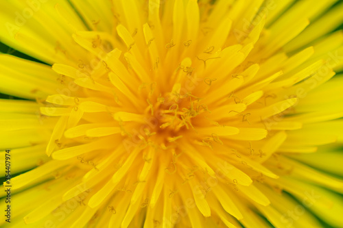 yellow dandelion flower closeup