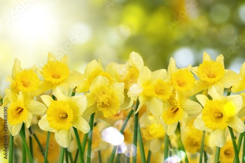 Daffodil. © BillionPhotos.com