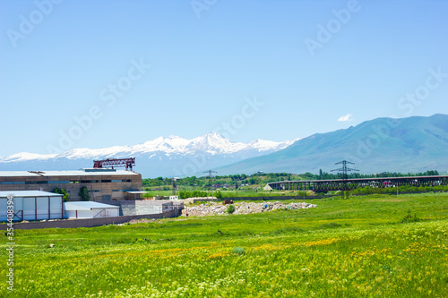 landscape with green grasses and yellow flowers