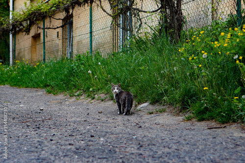 Cute cat walking a town street