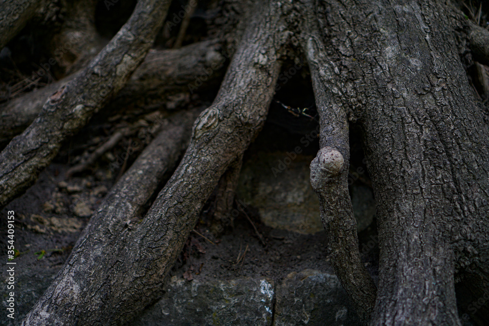 Massive tree roots in the summer forest Massive tree roots in the summer forest