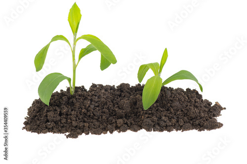 Two young green sprouts in the ground on a white background, isolated.