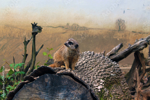 Meerkal on top of a log looking around to see if everyone is safe. This photo was taken in Bratislava Zoo where is possible to see this protected species. 