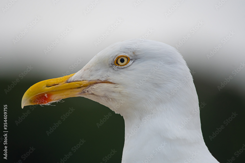 close up portrait of a seagull close up portrait of a seagull