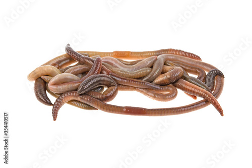 earthworms on a white background, isolated. photo