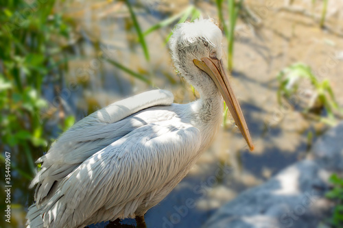 A pelican bird by a water hole. Close up image side view.