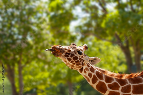 Giraffe in front of green trees stretches the tongue out of the mouth while eating. Close-up with with copy space.