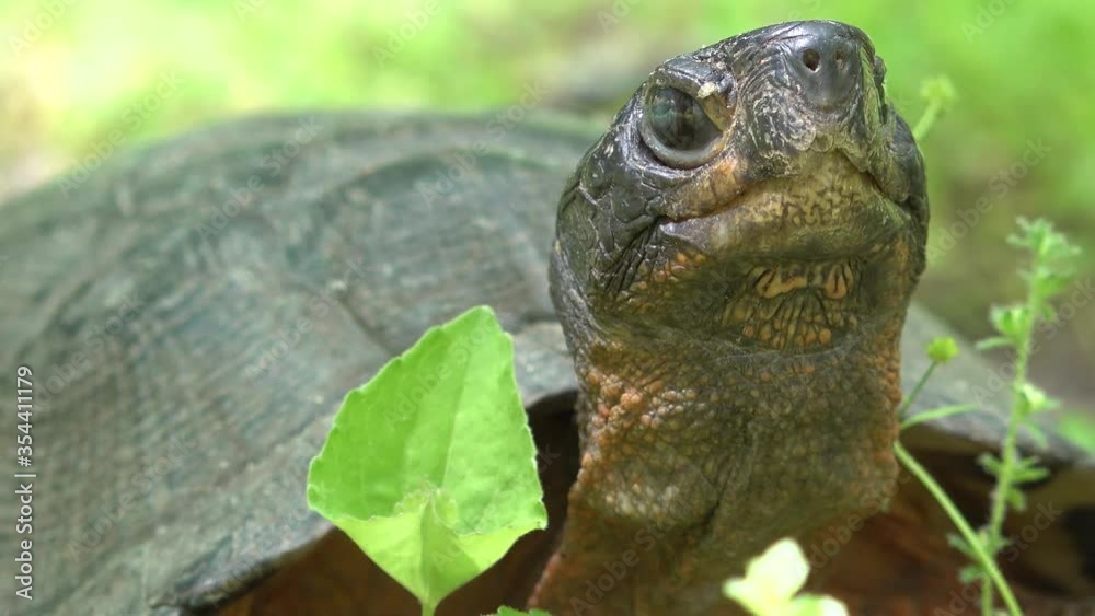 Extreme closeup of the head and face of an endangered wood turtle in a West Virginia forest. Extreme closeup of the head and face of an endangered wood turtle in a West Virginia forest.