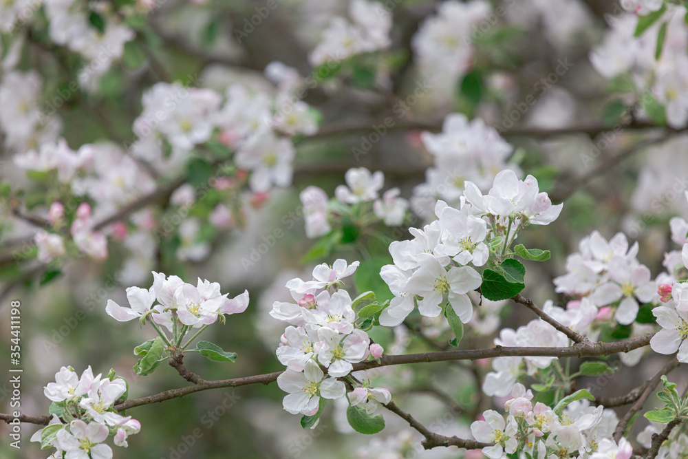 Abundantly blooming apple tree. Flowers of the apple tree. Cloudy spring day.