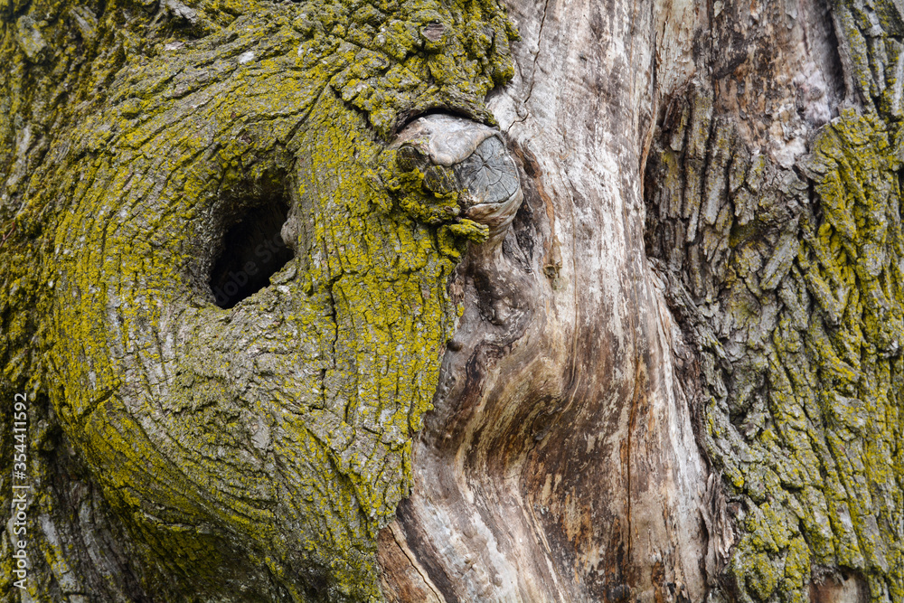 Obraz premium Textured close-up of tree, bark with moss, black hole and knots.