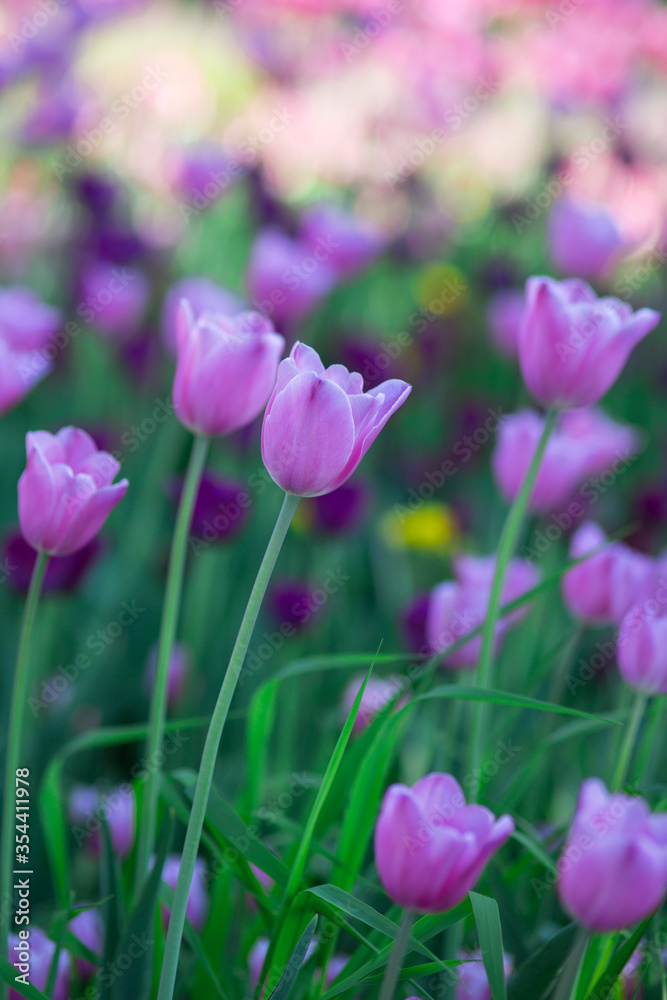 Lilac tulips on colorful blurry background. Selective focus.