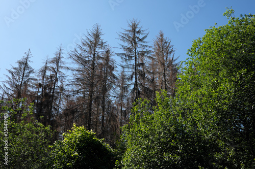 Gesunde Laubbäume und abgestorbene Nadelbäume in Zeiten von Erderwärmung und Klimawandel - Stockfoto
