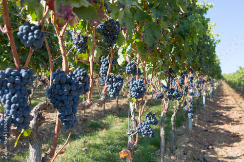 German vineyard in palatine rhine valley a small village Siebeldingen famous for good wine making blue grapes