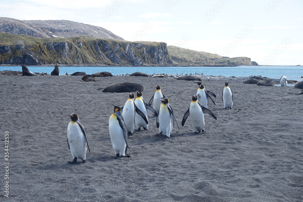 Obraz premium Group of king penguins walking on a beach on South Georgia