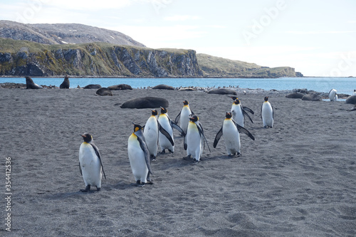 Group of king penguins walking on a beach on South Georgia