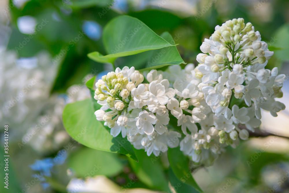 Fototapeta premium The branch of white lilac bright sunny day. Selective focus, blurred background