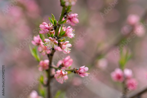 Blooming peach tree in the spring © IlzeLuceroPhoto