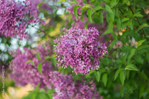 Beautiful blooming lilac. Selective soft focus, blurred background © Arina B