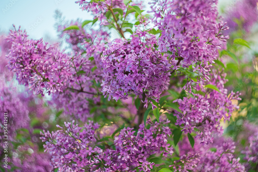 Beautiful blooming lilac. Selective soft focus, blurred background Beautiful blooming lilac. Selective soft focus, blurred background