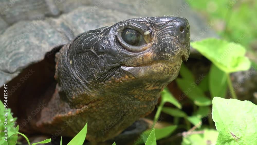Extreme closeup of the head and face of an endangered wood turtle in a West Virginia forest. Extreme closeup of the head and face of an endangered wood turtle in a West Virginia forest.