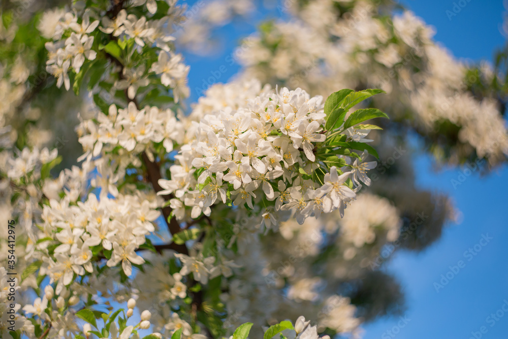 Cherry Blossom. White flowers soft focus in the blurry background. Cherry Blossom. White flowers soft focus in the blurry background.